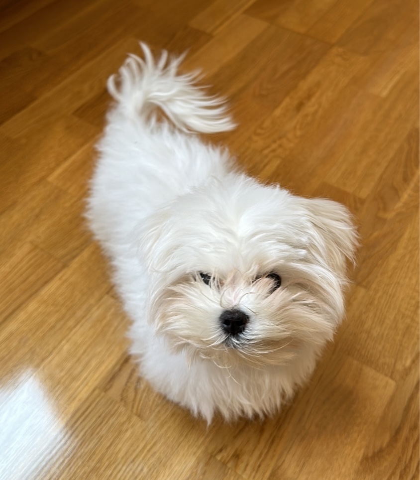 Photo from “🐶”