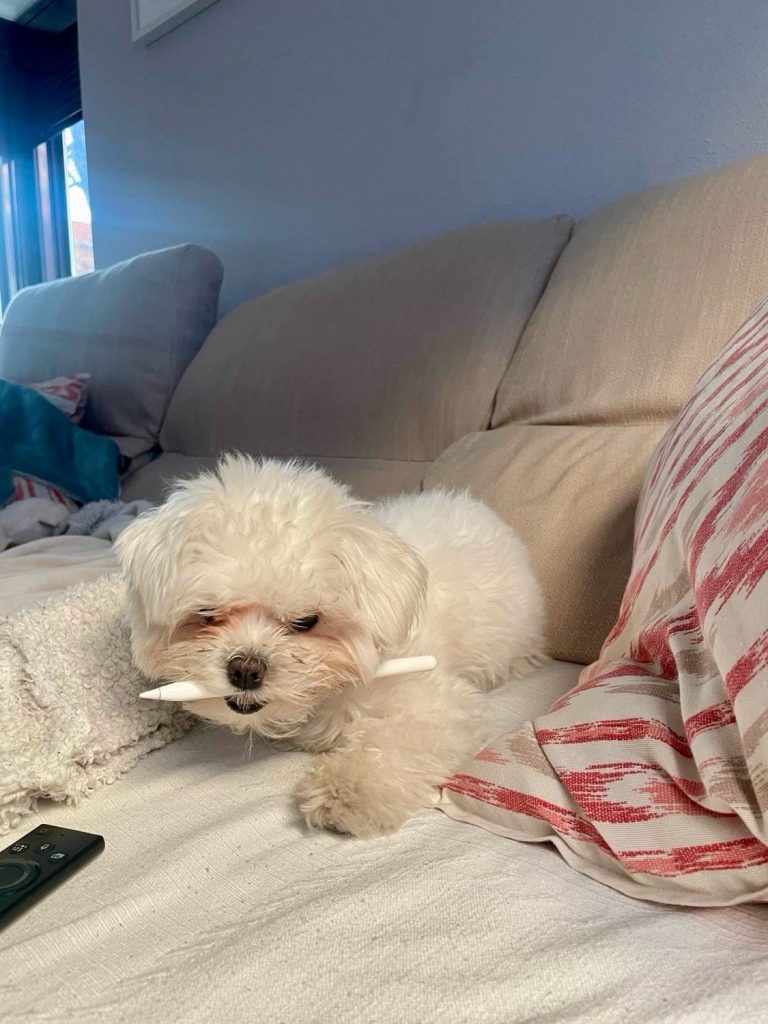 Photo from “Apple Pencil is tasty (it seems)”