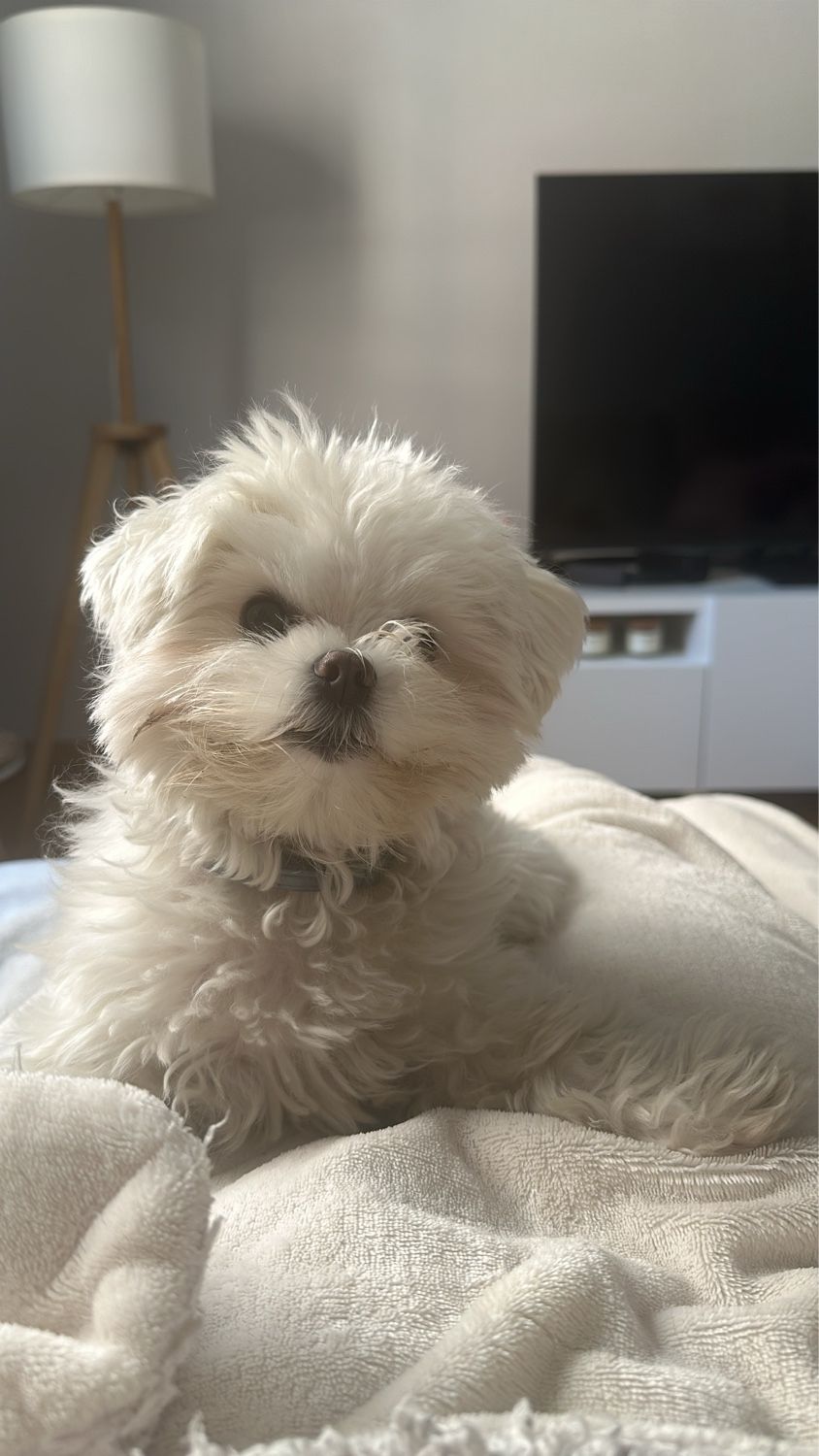 Photo from “Saturday! 🐶”